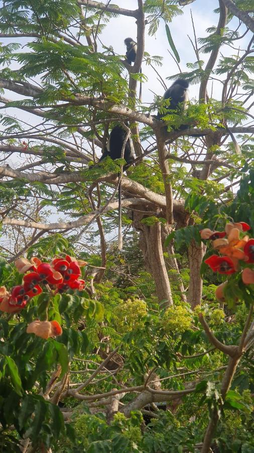 Mami Wata House Bed & Breakfast Kwale ภายนอก รูปภาพ